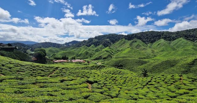 Rolling hills of bright green tea bushes under a blue sky with white clouds.
