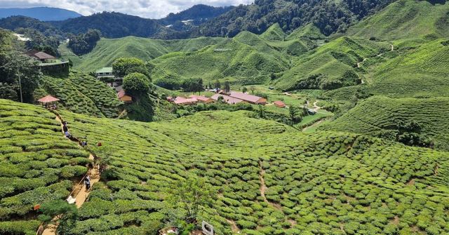 Tea plantation slopes leading down to red-roofed estate buildings with forested hills beyond.