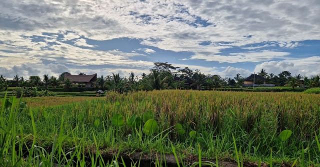 Green rice fields under a dramatic sky full of scattered clouds.